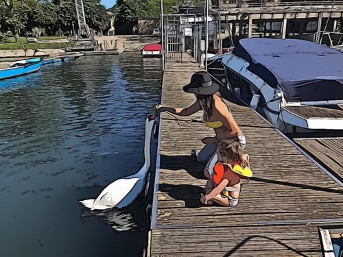 Mamma e bimba nutrono tutti i cigni del Lago Maggiore ed Angera.