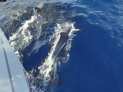 Novembre. Oceano Atlantico. Da qualche parte tra Gibilterra e Tenerife..